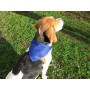 Roco Dog's Collar