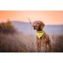Bipols Reflektierendes Hundehalsband